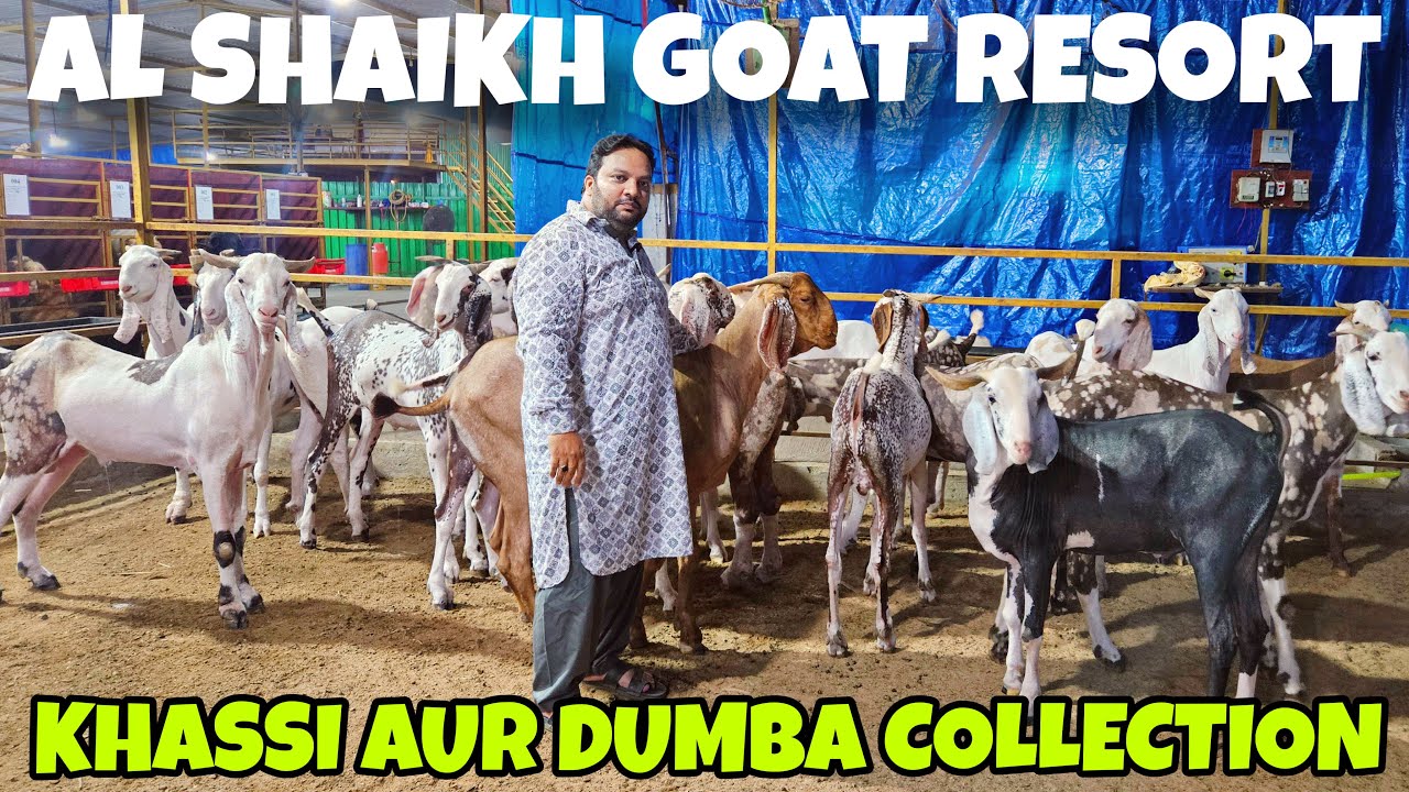 AL SHAIKH GOAT FARM KA ZABARDAST KHASSI AUR DUMBA COLLECTION 