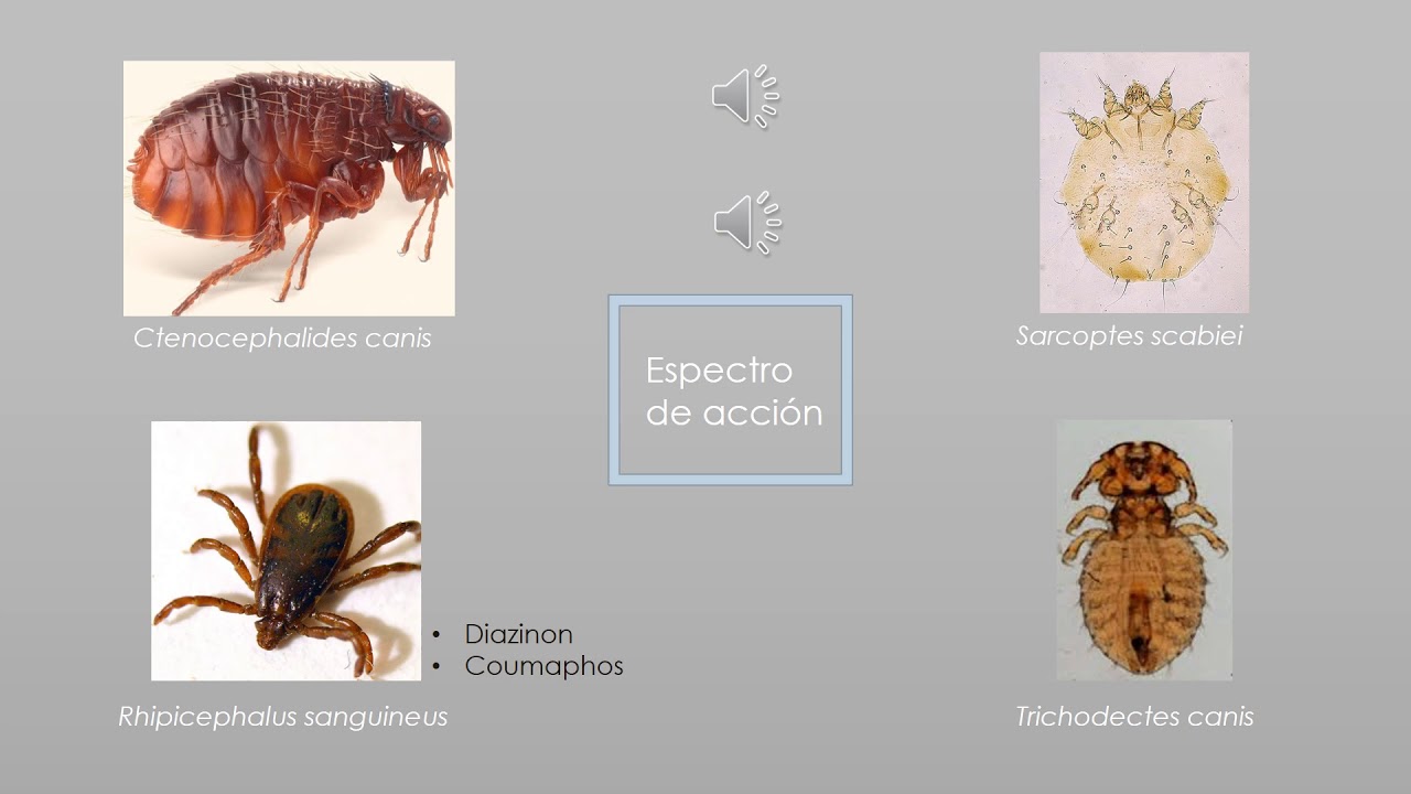 Antiparasitarios Externos