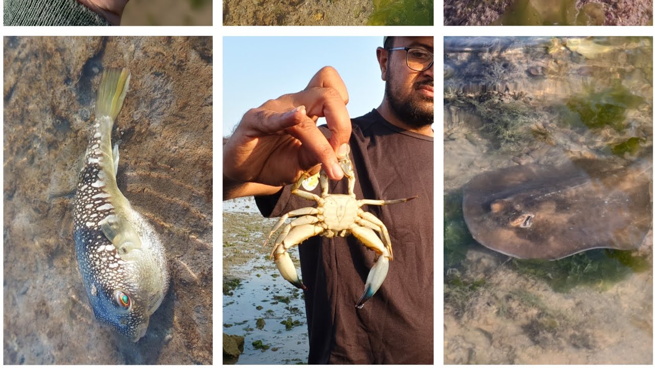 NARARA MARINE NATIONAL PARK, JAMNAGAR, GUJARAT. #jamnagar #gujarat #marinelife #nature #travel 