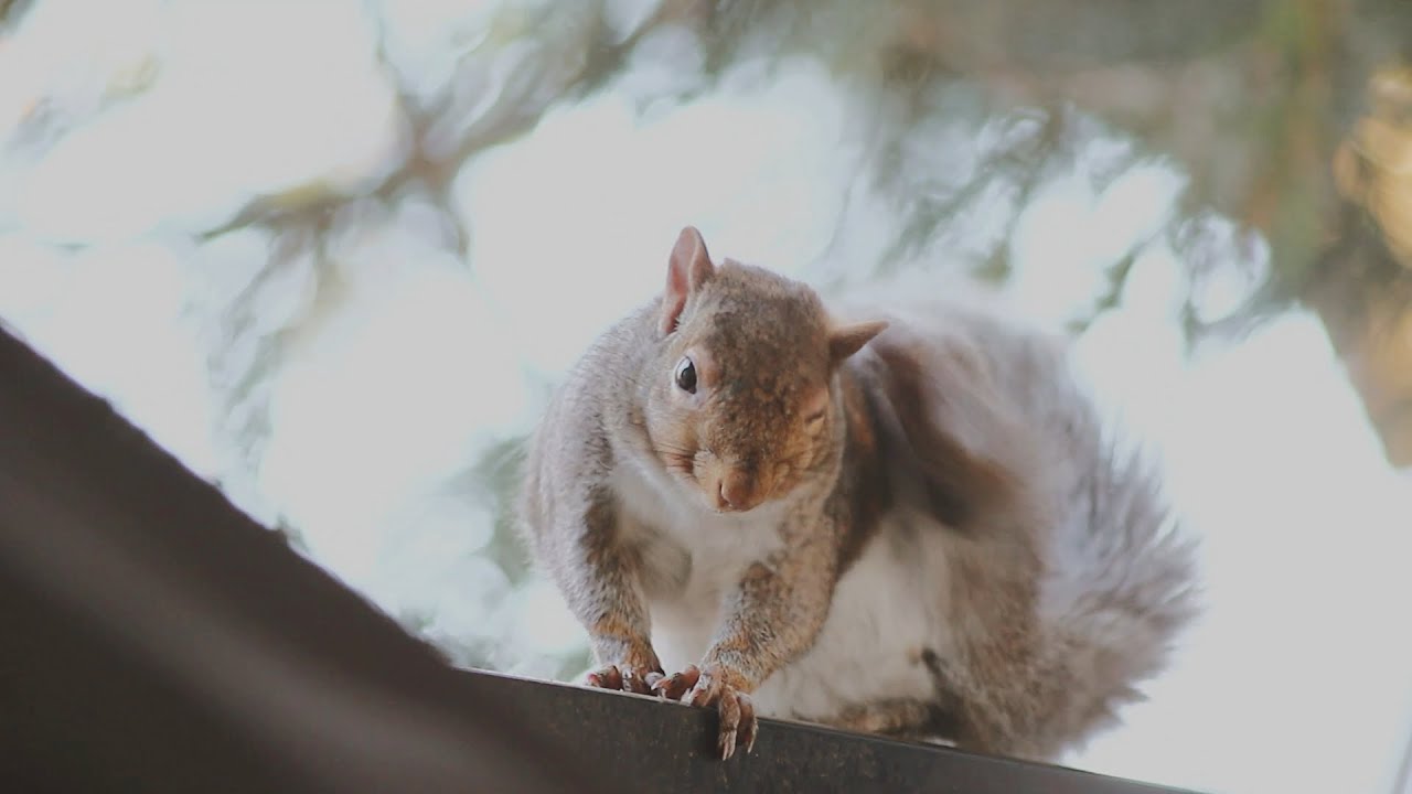 lofi study and focus in nature - snacking squirrel (muchi)
