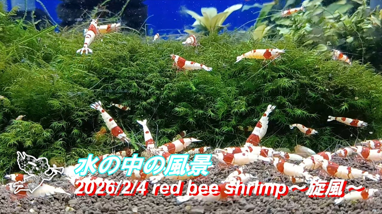 2026/2/4 水の中の風景 #レッドビーシュリンプ #旋風 #アクアリウム #aquarium #癒し #healing