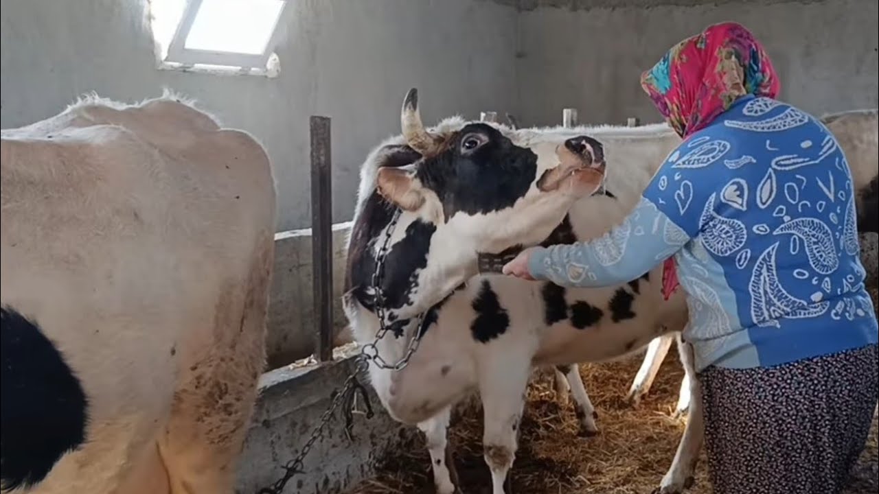 KÖY HAYATI KÖYDE GÜNLÜK SABAH İŞLERİ YUMURTA YİYEN TAVUKLAR 🤷#keşfet #köyhayatı #koyvlog 