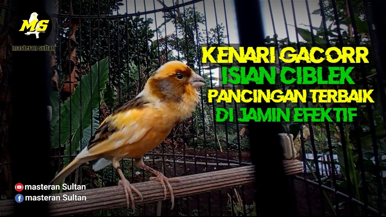 PANCINGAN KENARI BAHAN ISIAN MEWAH #pancingankenaribetina #masteran #kicaumania 