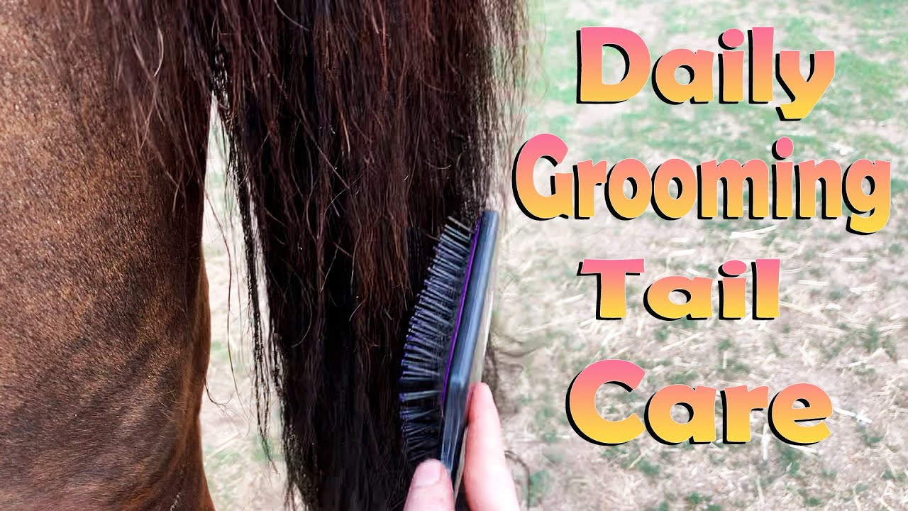 Taking Care of Your Horse's Mane and Tail | Satisfying Horse Brushing