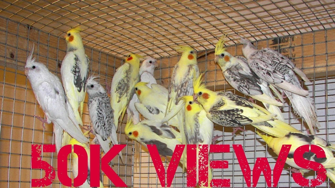 Cocktail bird details in Tamil /pet feeder/Yogesh