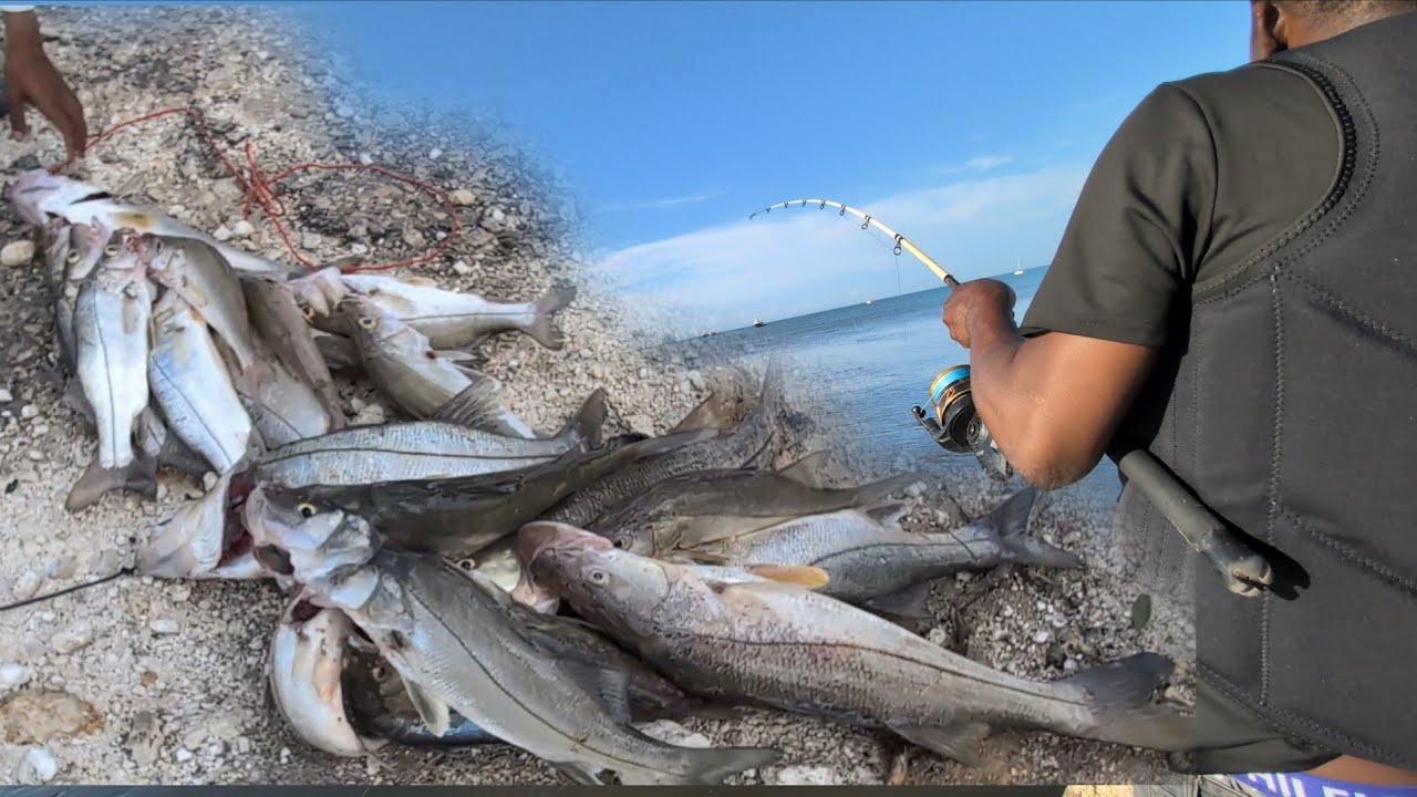 100 Snook Caught in One Day! | The CRAZIEST Fat Snook Bite Ever