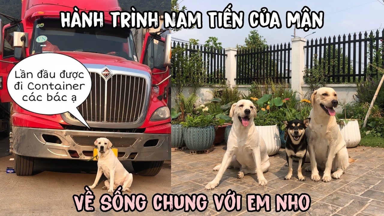 Hành trình gian nan - Từ giờ Mận sẽ sống chung nhà với Nho