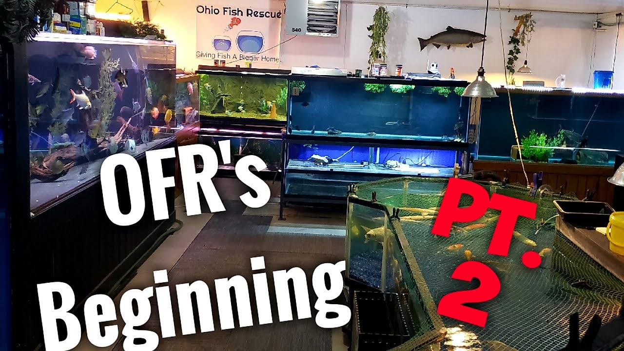 How The Ohio Fish Rescue Was Started PT 2