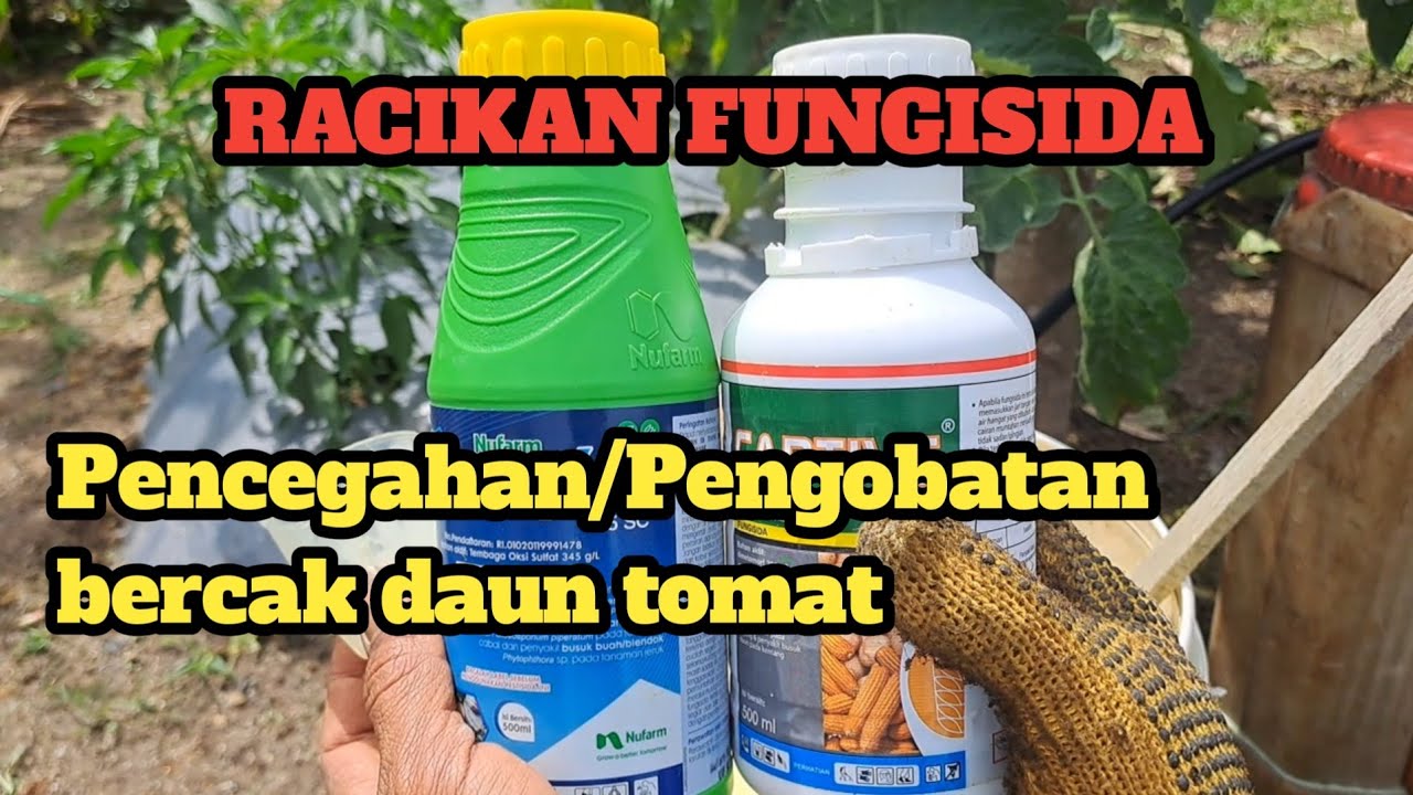 Part 35,fungisida yg bagus untuk obati bercak daun tomat