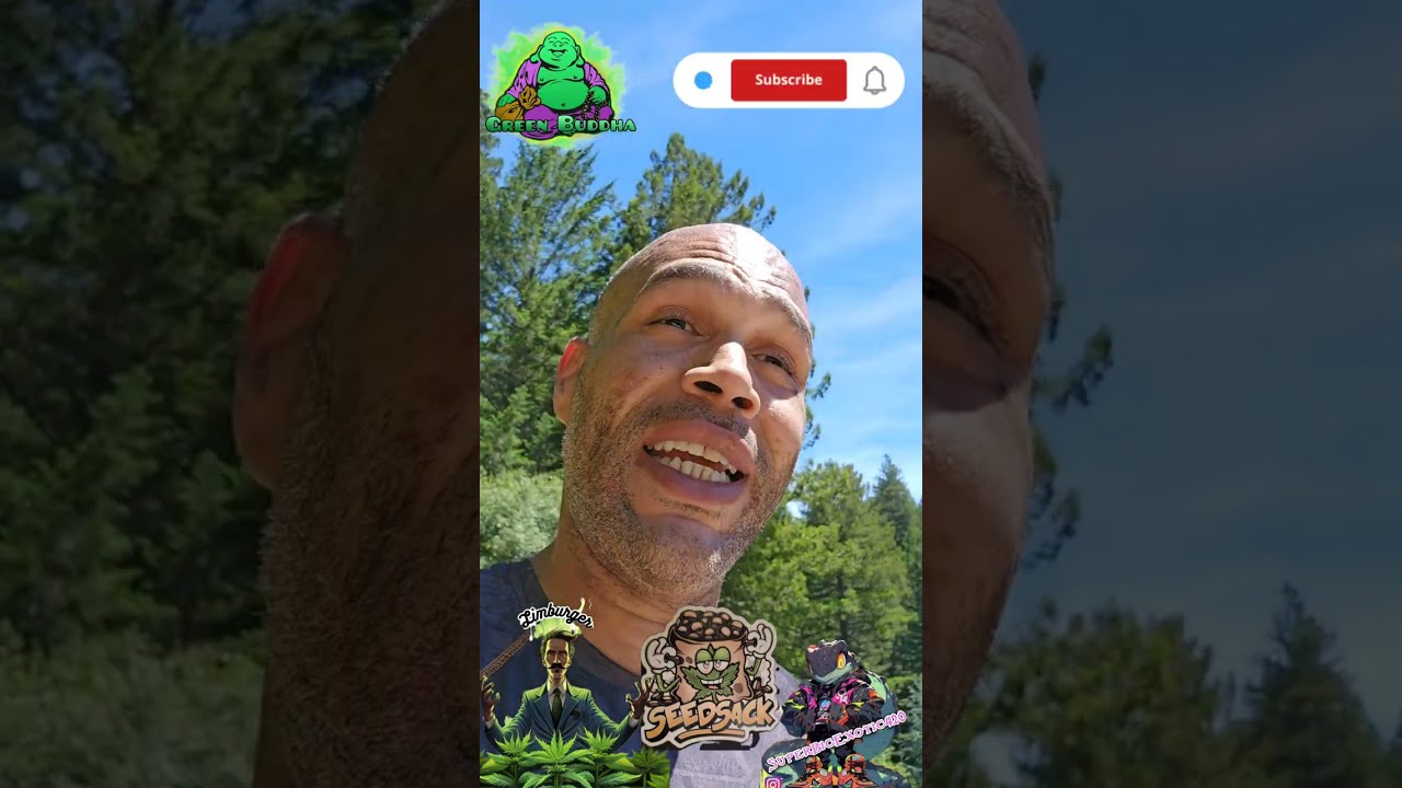 Mendocino Grow Boss Nattie Mc Barbar