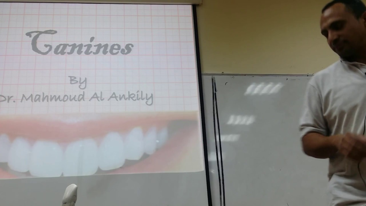 Dentition: Upper Canine Lecture 2017 (1)