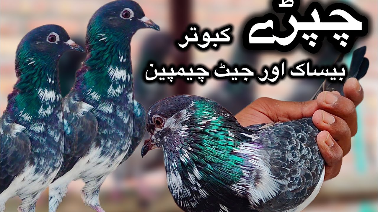 Bessakh or jeth champion kabooter + chaprde kabooter + ch walay kabooter + golden kabooter vip shauk