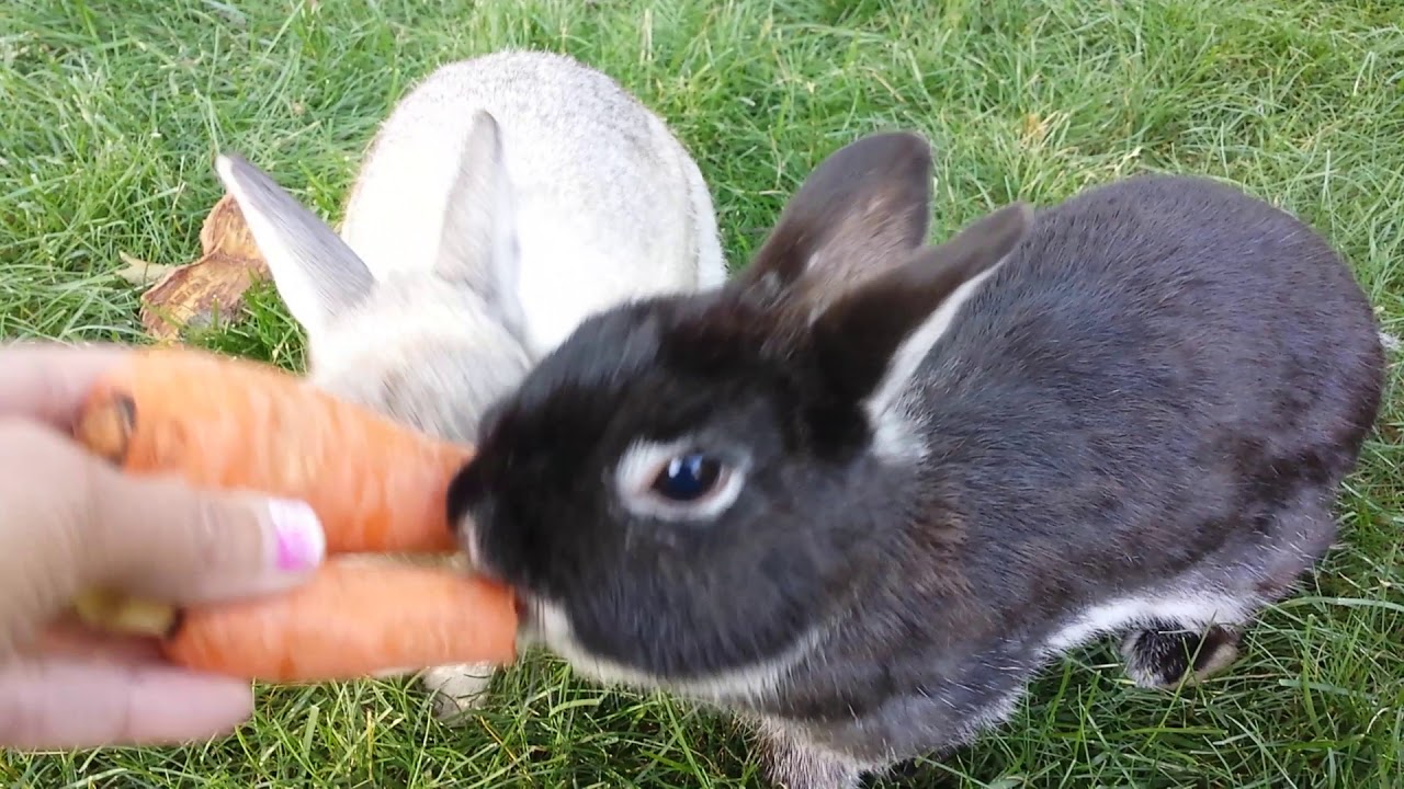Bunny was mad, he pee on me and my camera