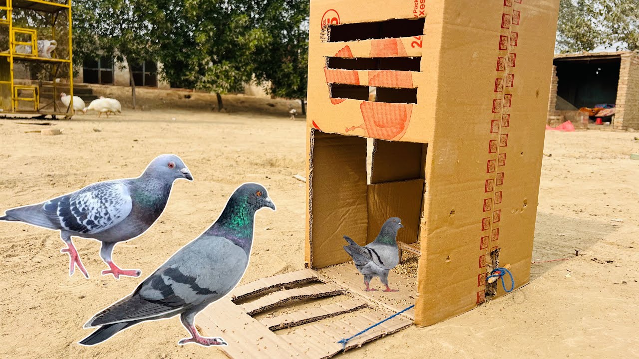 How To Make Pigeon  Catching Trap Using Cardboard Box | @qbtraps 