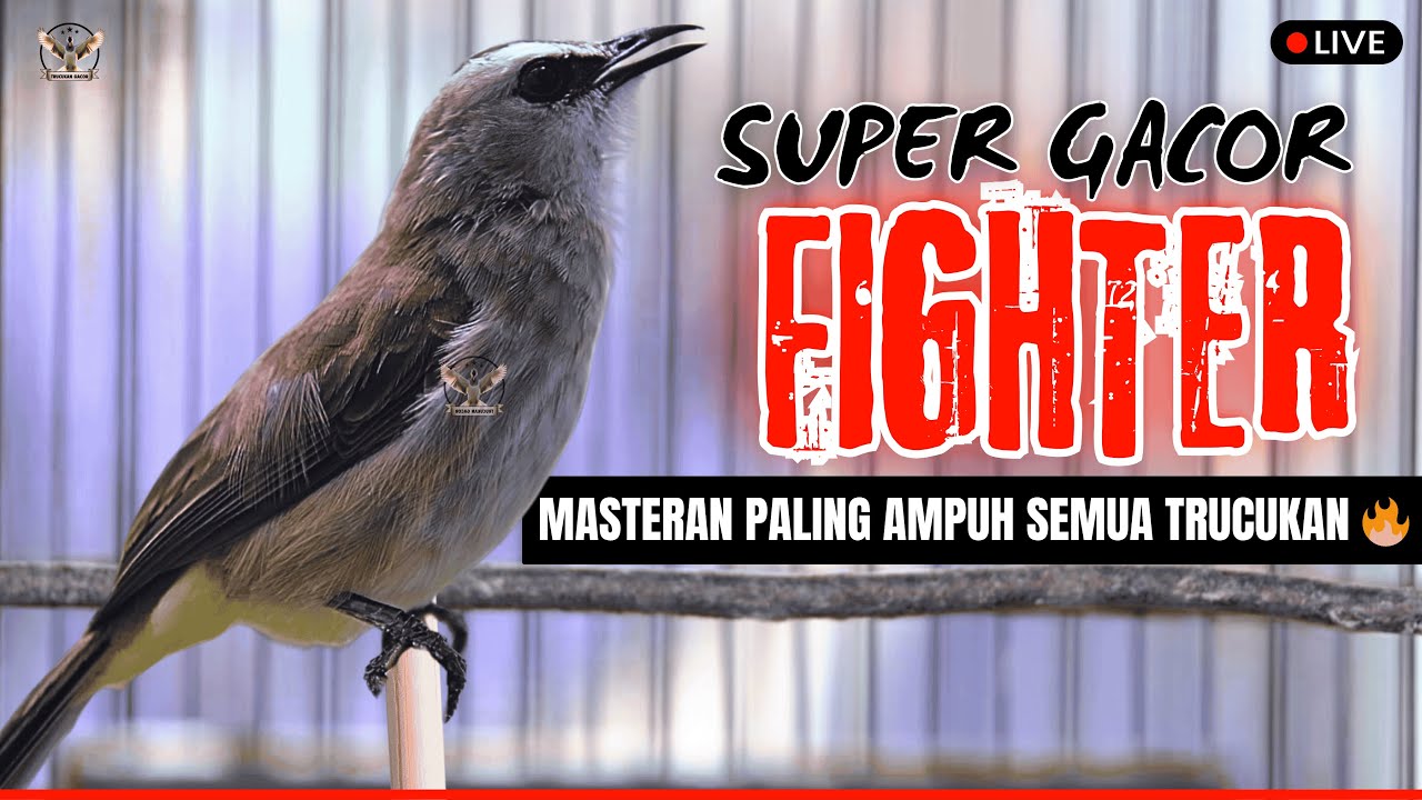 TRUCUKAN GACOR FULL ROPEL PANJANG‼️PANCINGAN SADIS BIKIN BURUNG TRUCUK NYAUT TERUS TANPA HENTI