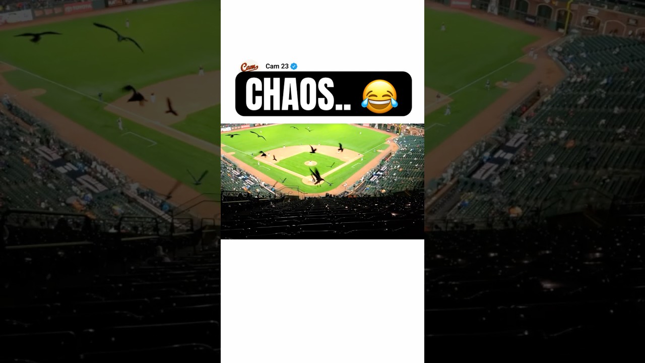 seagull swarm.. 😂