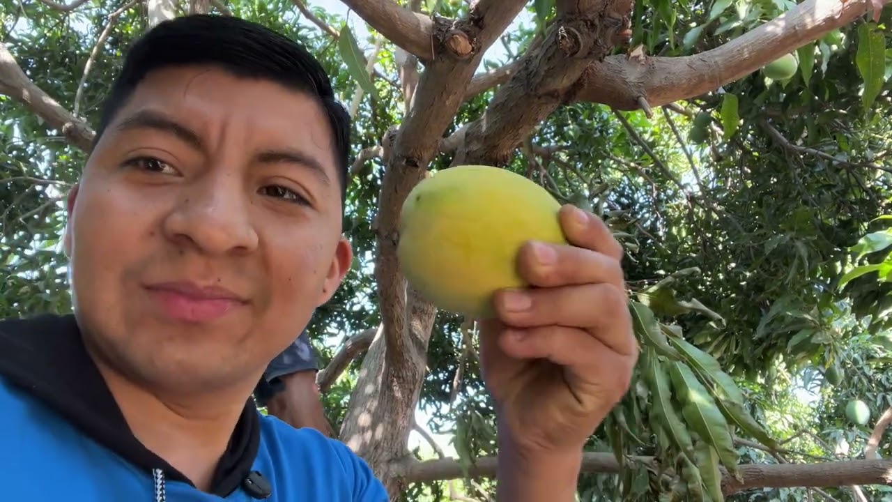 Cosechando mangos frescos en (Charanal, Chulucanas,Piura)