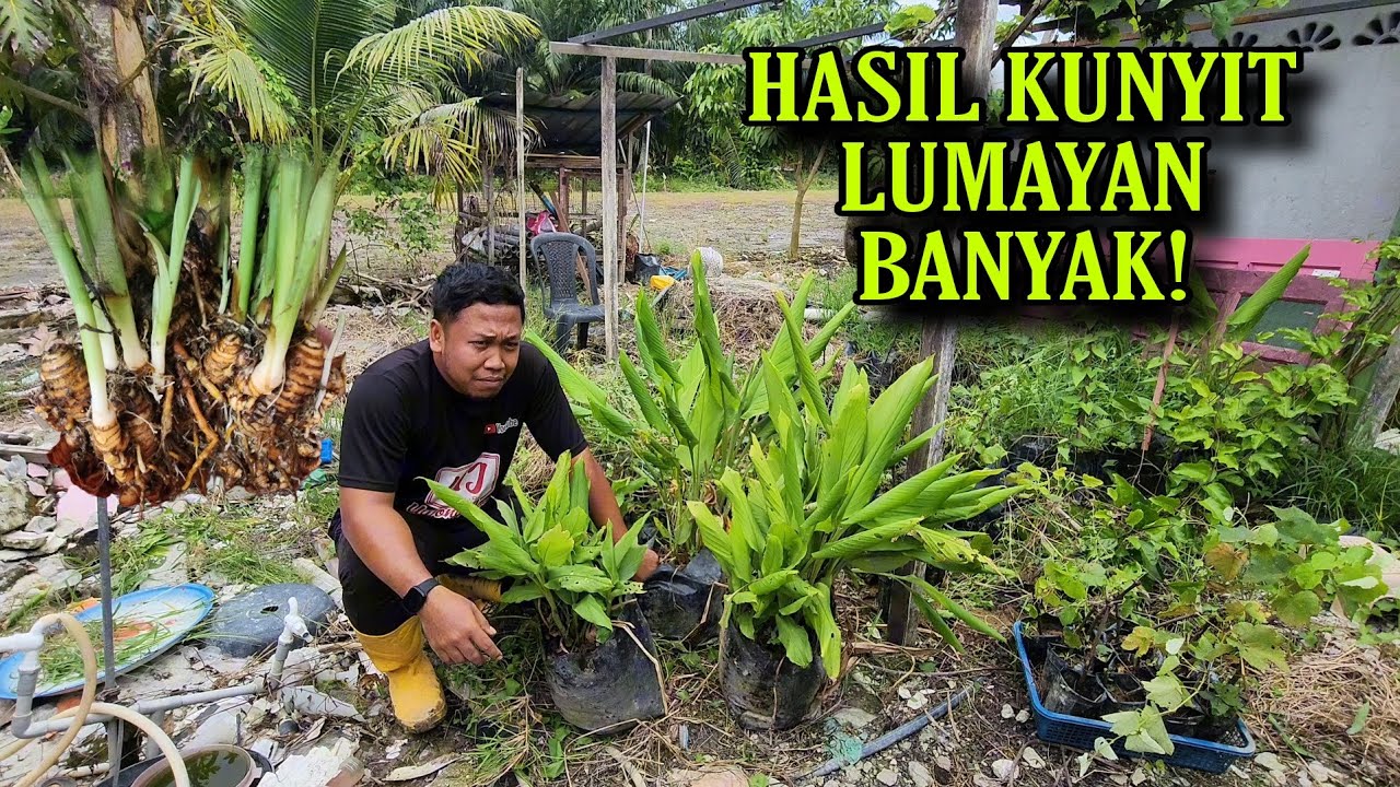 Kena Jackpot! Tuai Emas di sebalik RUMPUT | Pokok Kunyit Subur Terbiar