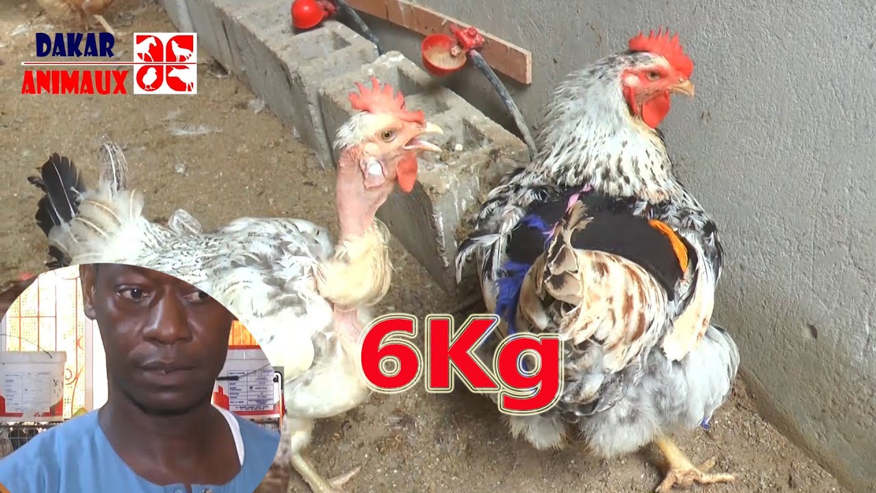 Touba: Mor Sourang Djoum produit des poulets 