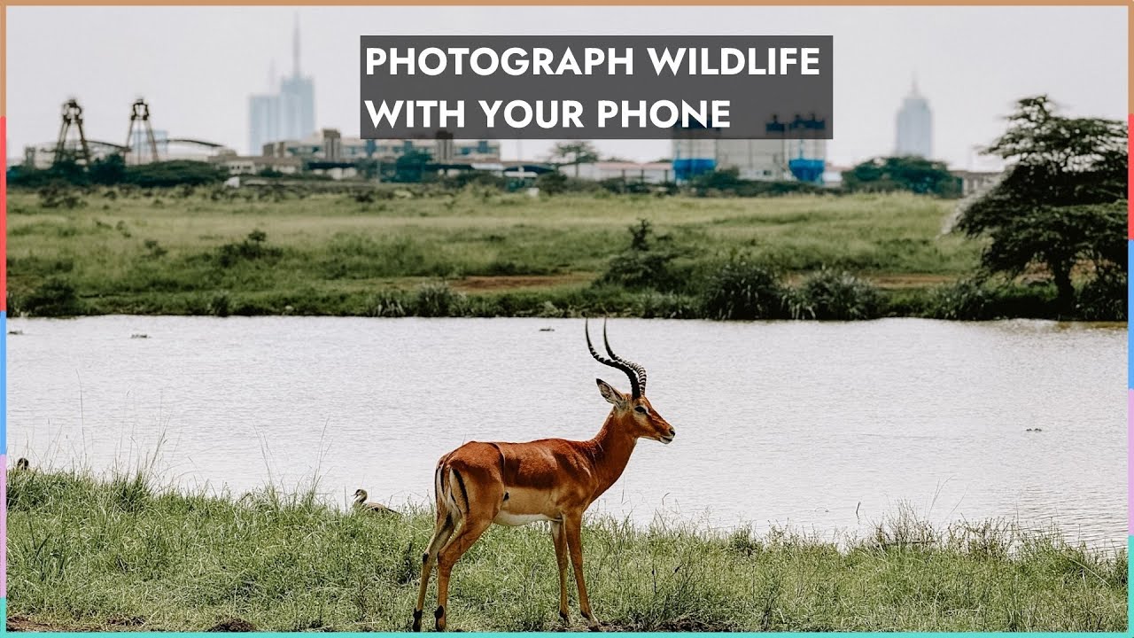 Shooting wildlife on safari with the iPhone 15 Pro max. Is it worth it?