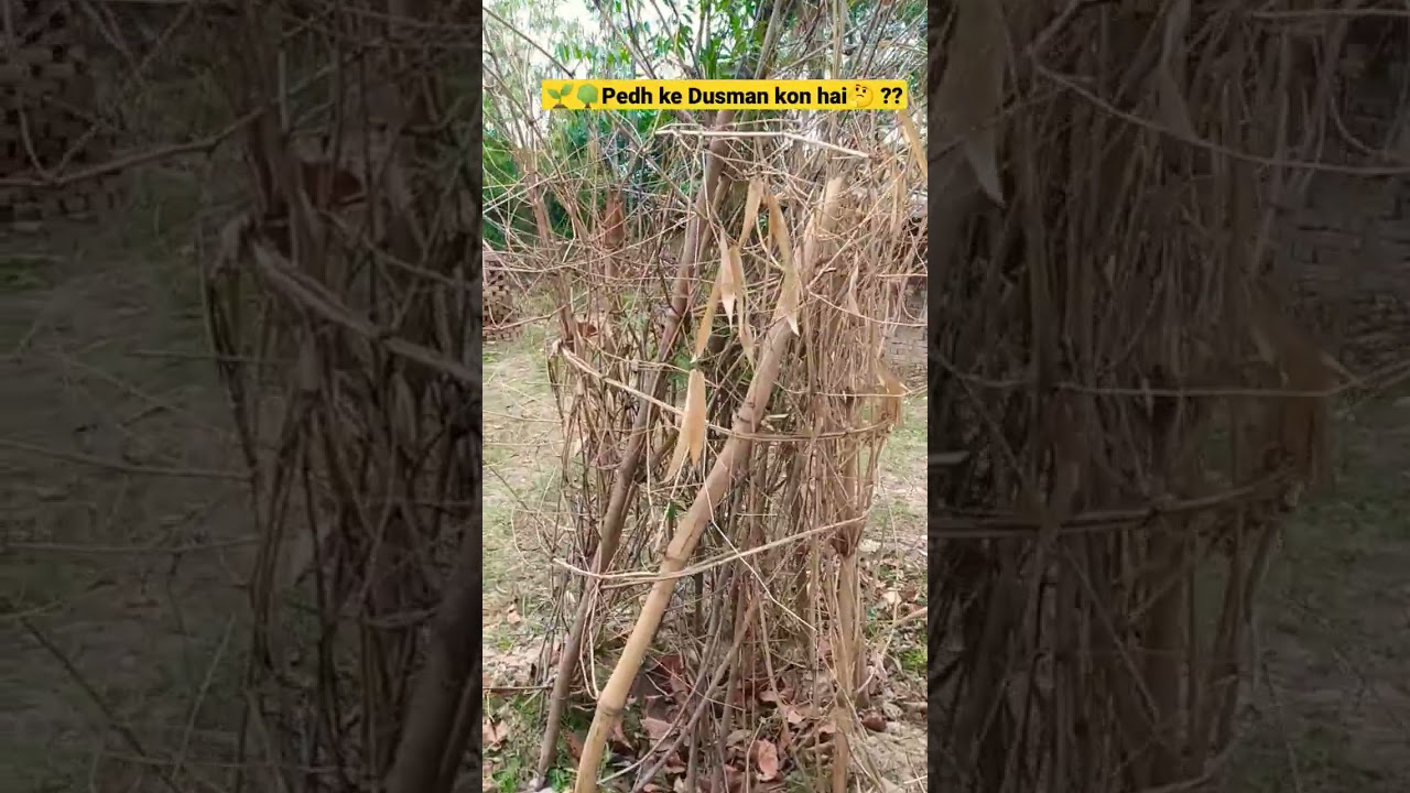 🌱save neem tree in village | Pedh ke Dusman kon hai dekh lo ap log bhi guys #nature #savetrees #shot