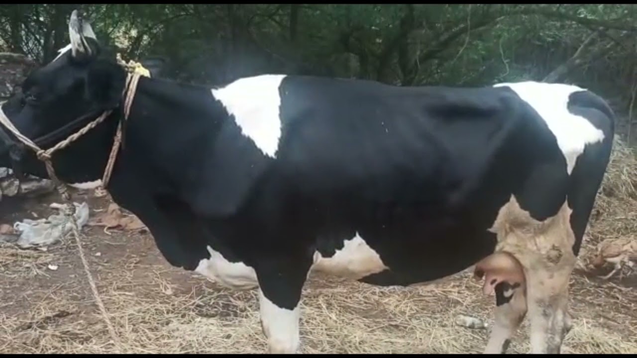 leaky teats in cattle