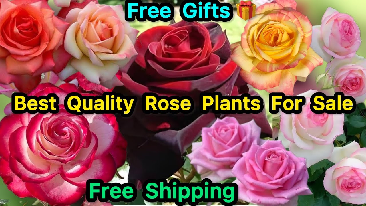 D Delight🌹Jumelia🌹Farah🌹Marvelle🌹Best Quality Rose Plants😍Free Gifts🎁 WhatsApp-8250221446