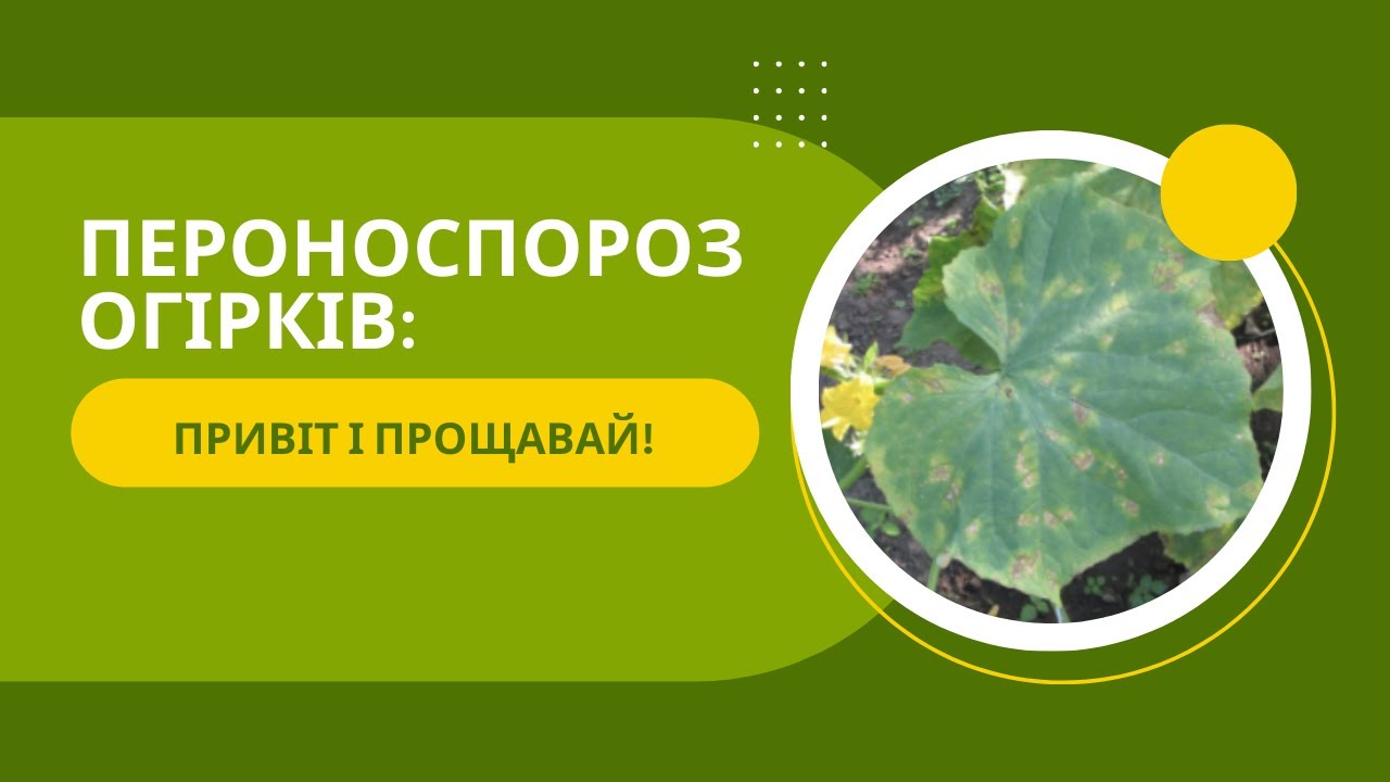 Як зупинити пероноспороз на огірках: мій експеримент