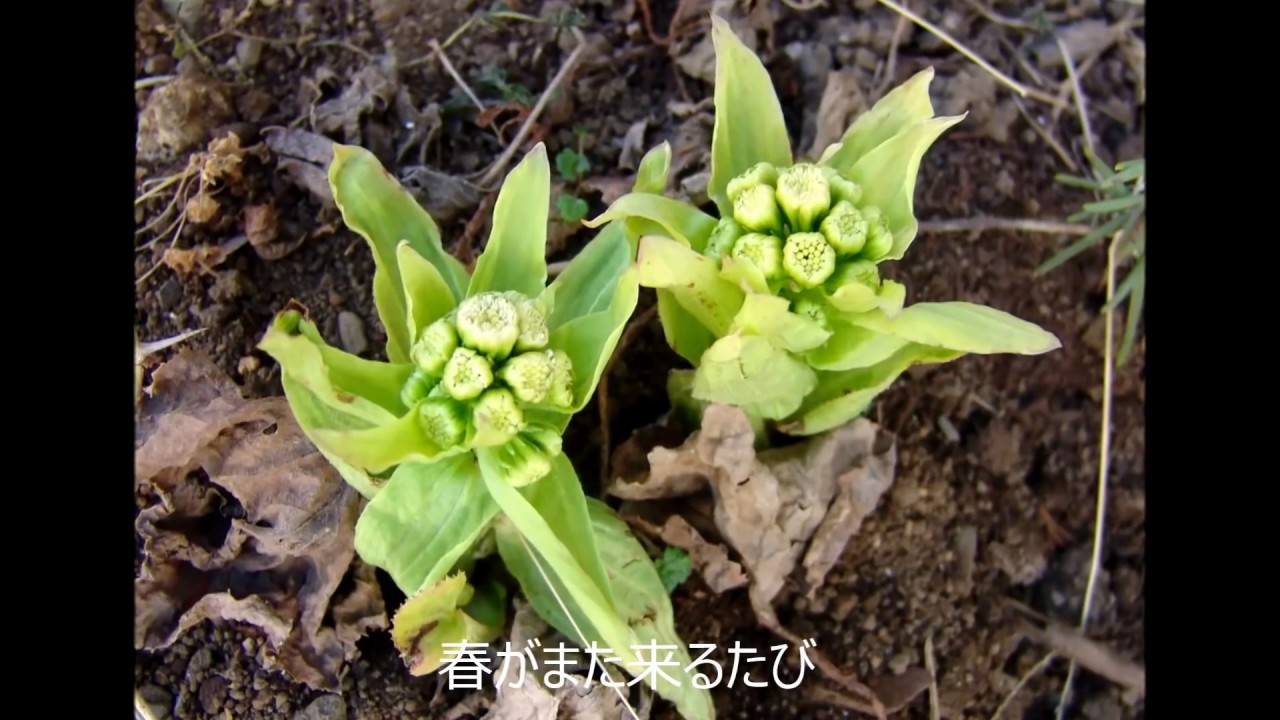 黒羽町立川西中学校 昭和42年度卒業　人生の扉