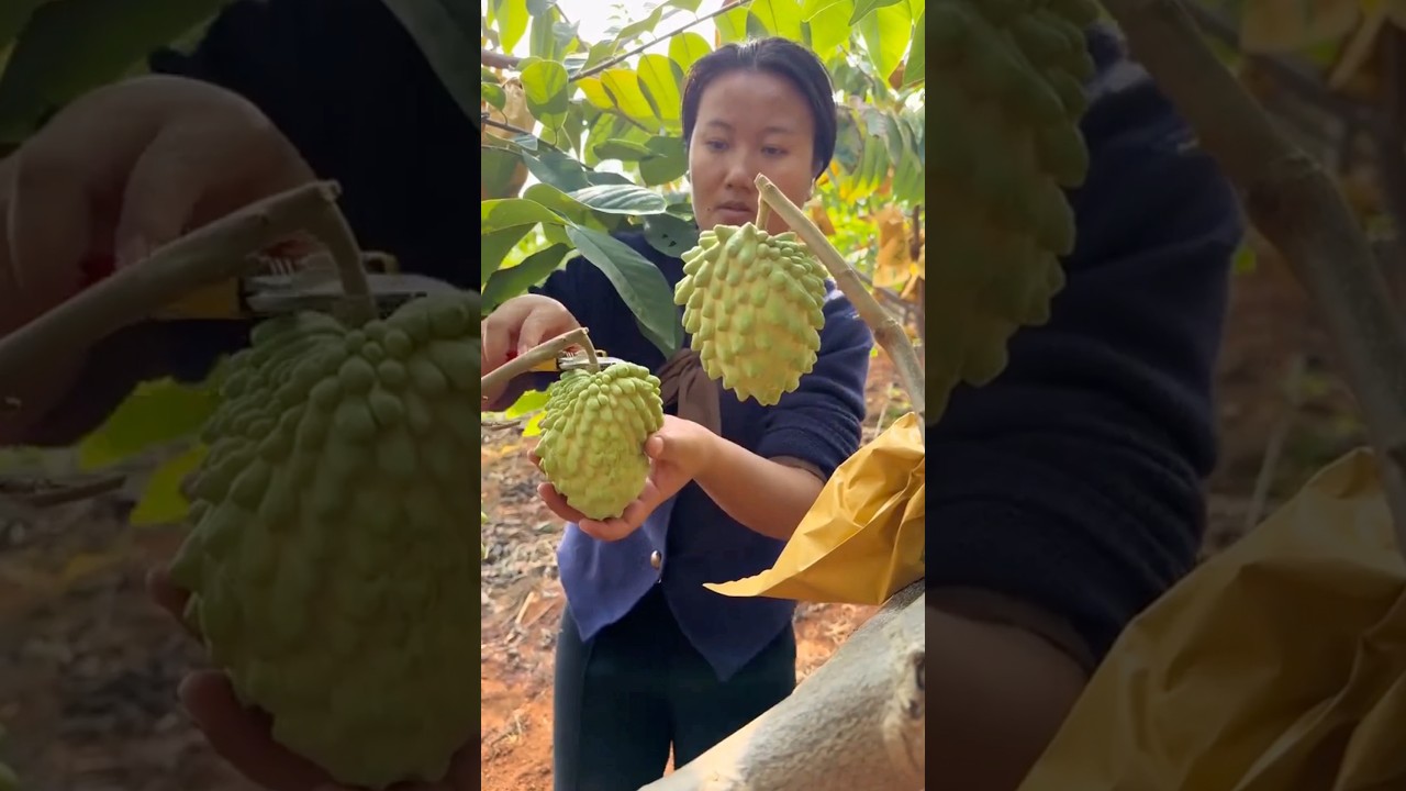 Giant Custard Apple Harvesting #farming @RomFarm