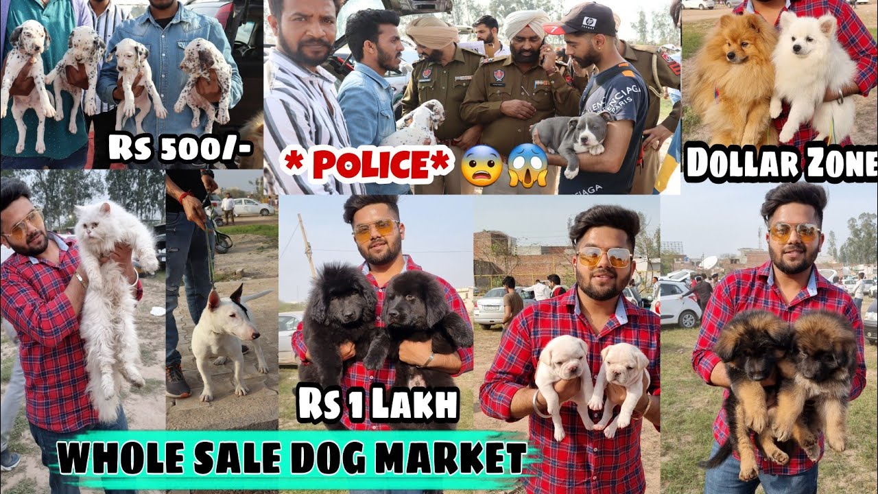 Cheapest Dog Market outside Dog Show (Labrador , Pug , German , Rottweiler , Tibetan Mastiff , Cats)