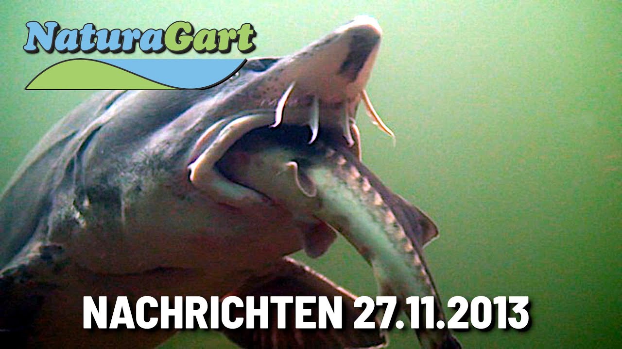 Nachrichten 27.11.2013: Ein Stör hat große Pläne, Baustellen im Park