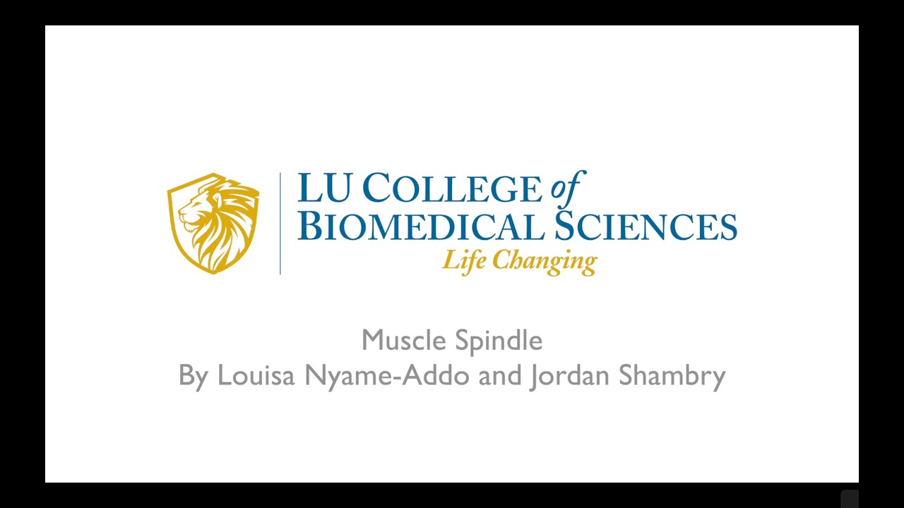 Muscle Spindle