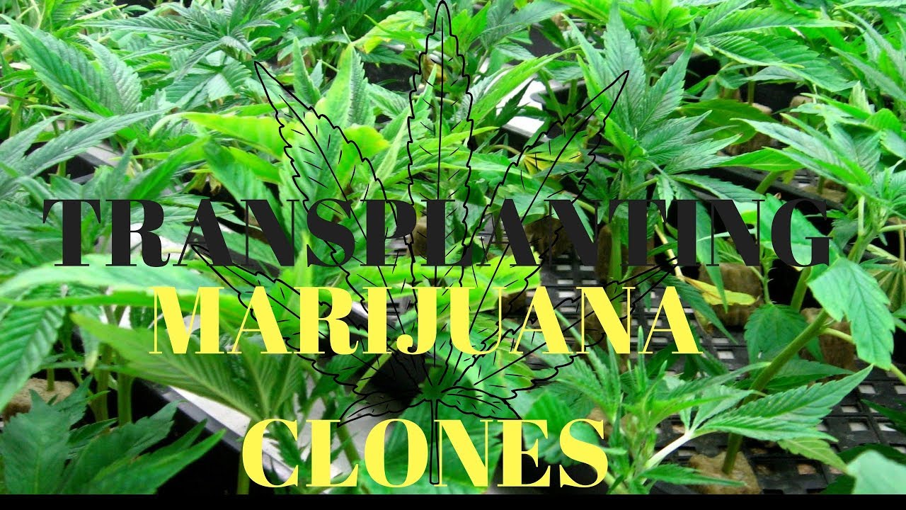 How to transplant marijuana clones