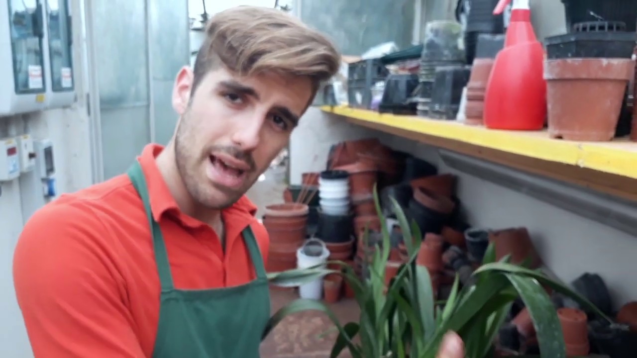 Come dividere un'orchidea ottenendo due piante