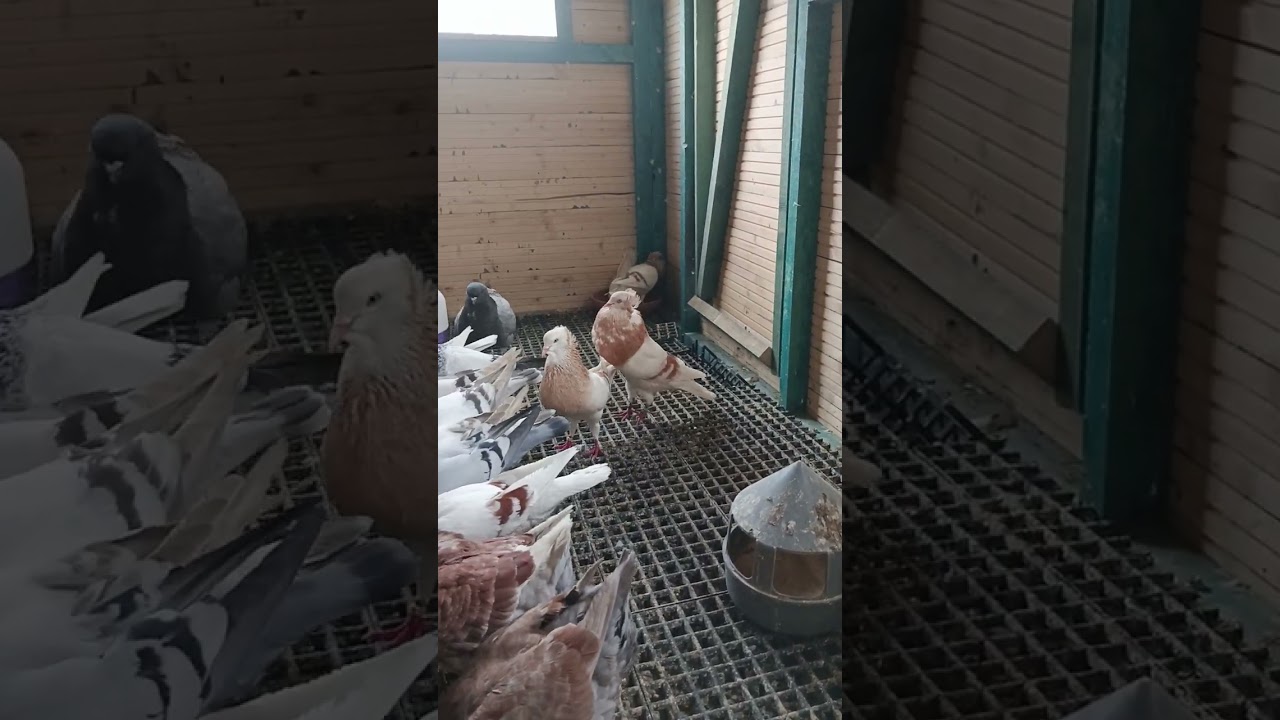 Garłacze Górnośląskie Koroniaste,pora karmienia