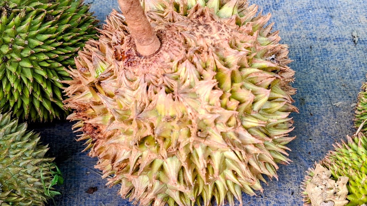 Durian (Durio zibethinus) with fused thorns