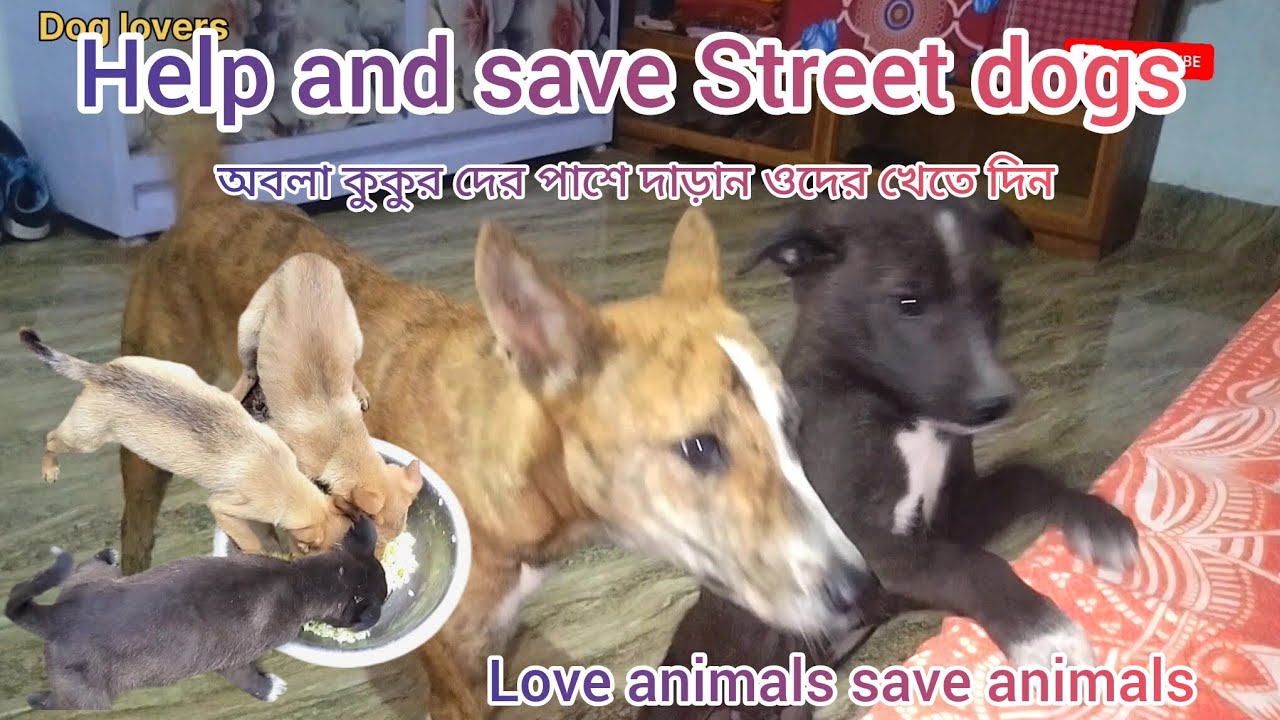 Dog lovers 😍#dogs #anmals #dogowner #pet #puppies #indiandog 