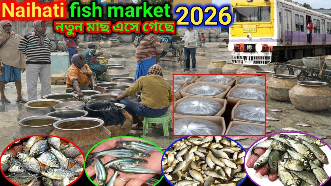 Naihati fish Market new video||Naihati fish seed Market 2026||নতুন মাছ বাজারে এসেছে#fish#video#viral