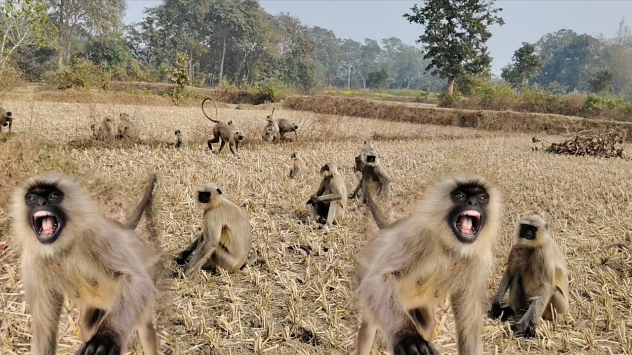 Shocking Monkey Attack Caught on Camera | Dangerous Moments