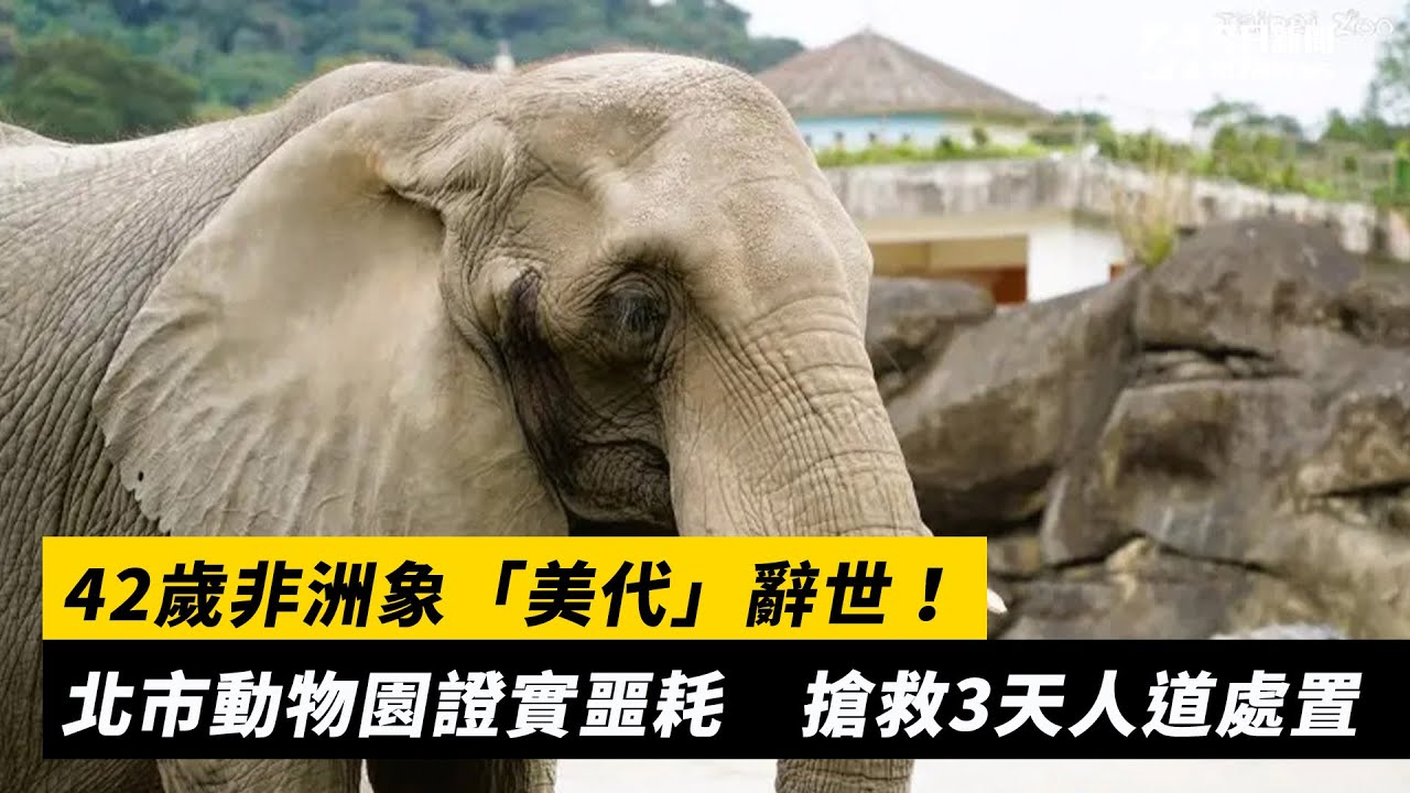 42歲非洲象「美代」辭世！北市動物園證實噩耗　搶救3天人道處置｜NOWnews