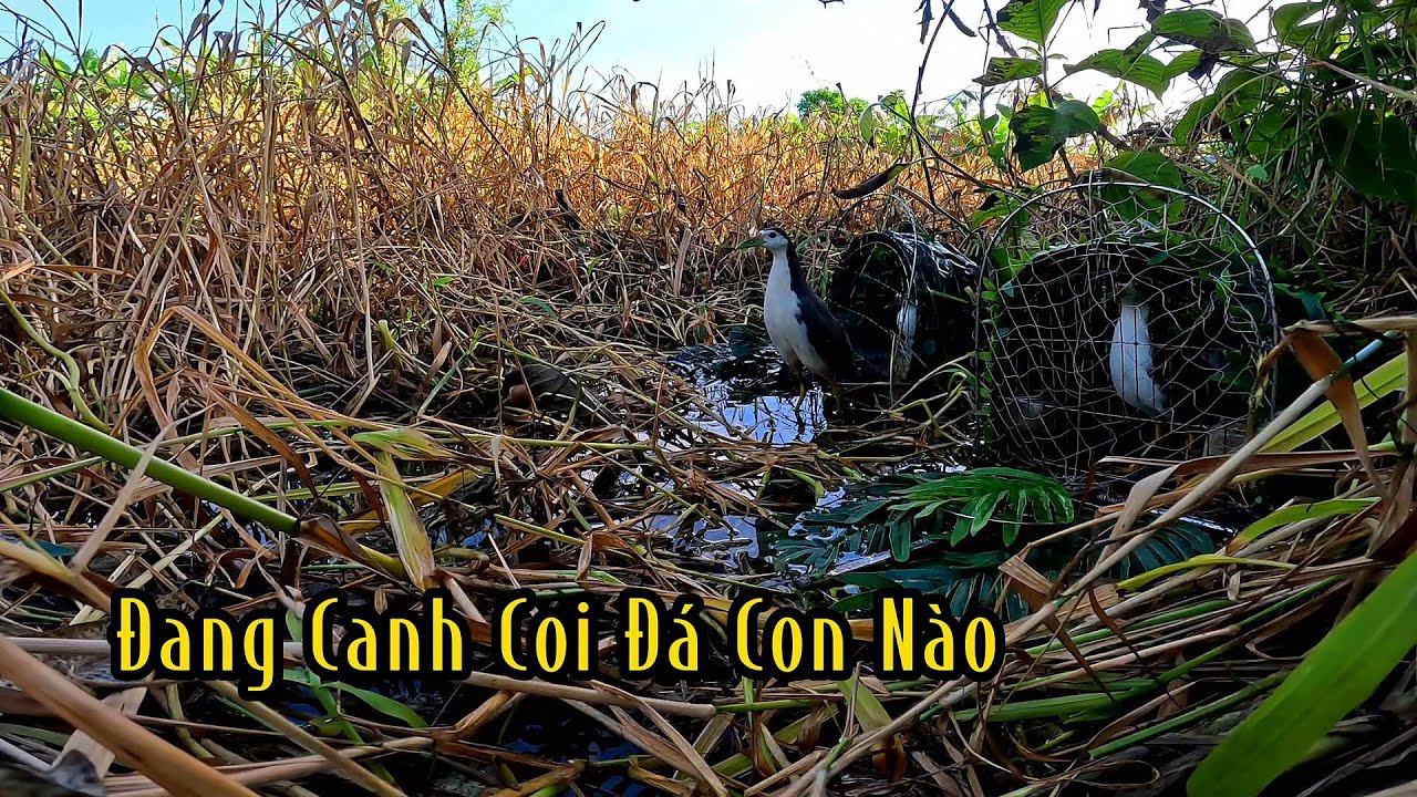 Lần Thứ 2 Mới Thấy Mặt Được Nó Trống Lì Như Trâu | Đam Mê Săn Bắt