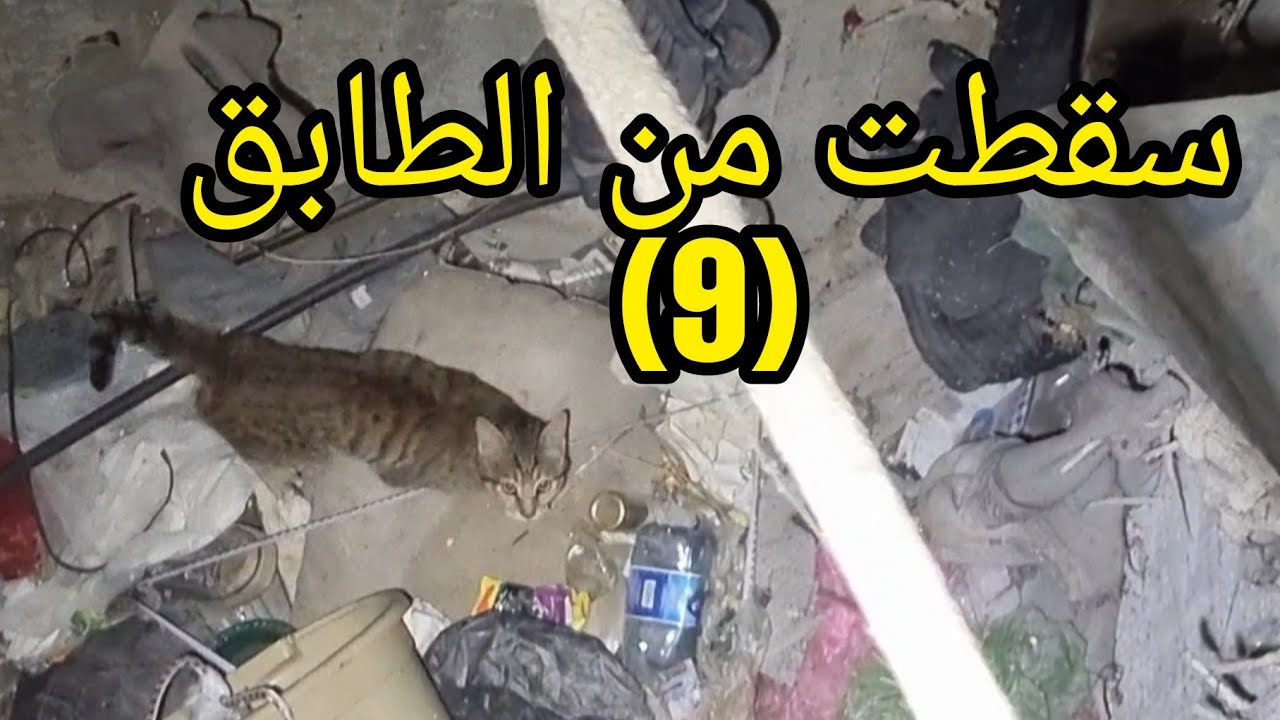 كيف تم انقاذ قطة عالقة منذ 4 ايام سقطت من الطابق التاسع 9 مع جمال العمواسي