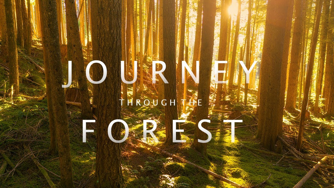 Journey Through The Forest | Cinematic Drone Video 4K | 4K Forest Nature Video