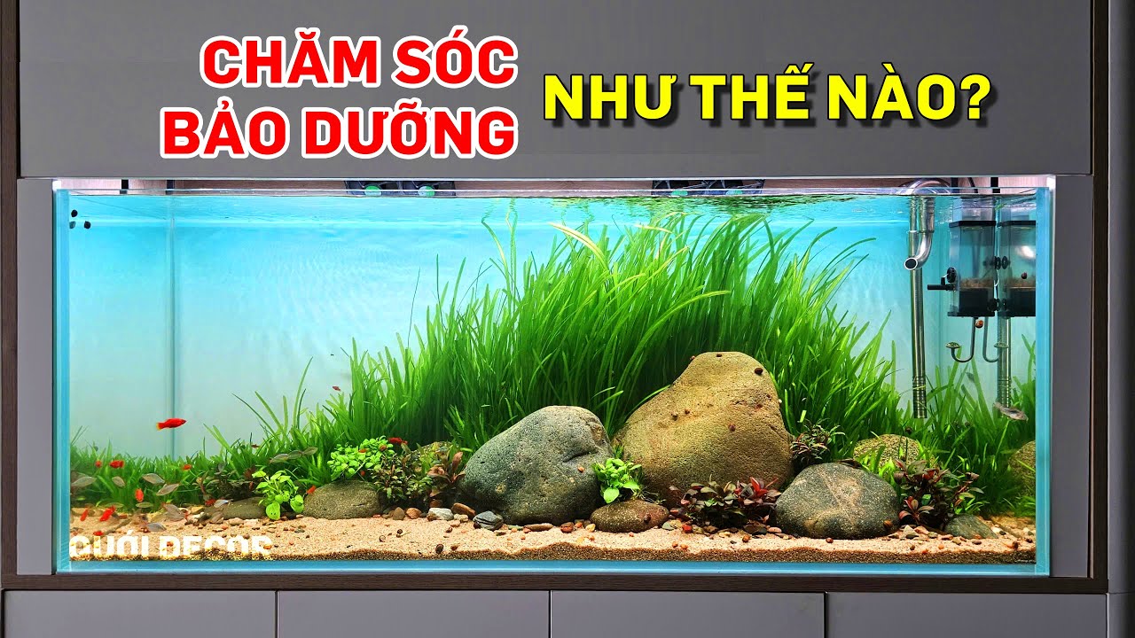 Chăm sóc bảo dưỡng hồ thuỷ sinh 120cm xanh đẹp - Thủy sinh Quới decor
