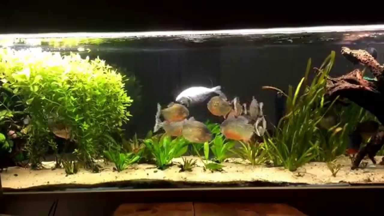 Nourissage Piranhas Pygocentrus Nattereri 11.02.15