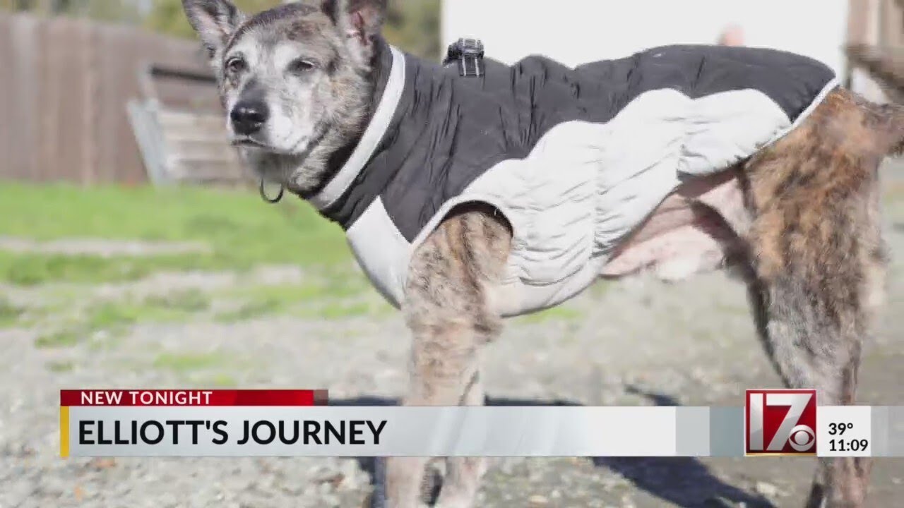 Older dog from Wake County shelter travels 3,000 miles to a new home