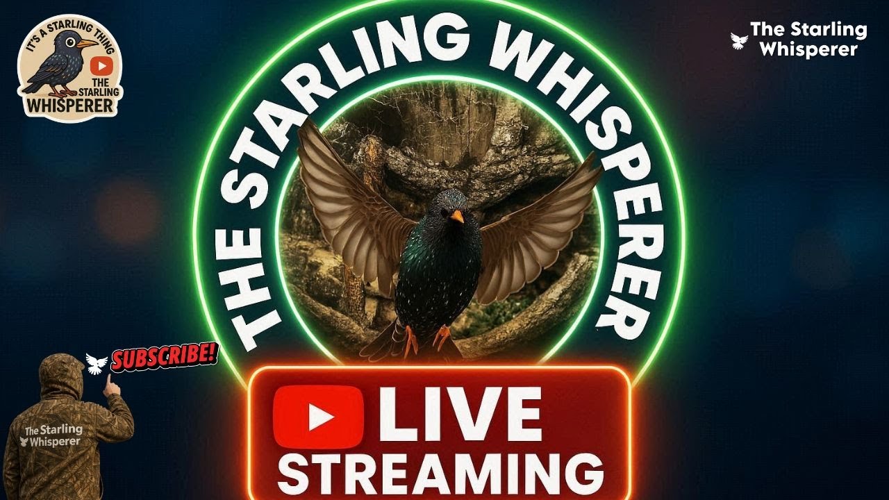 The Starling Whisperer is live at Silverdale 🐦‍⬛🐦‍⬛