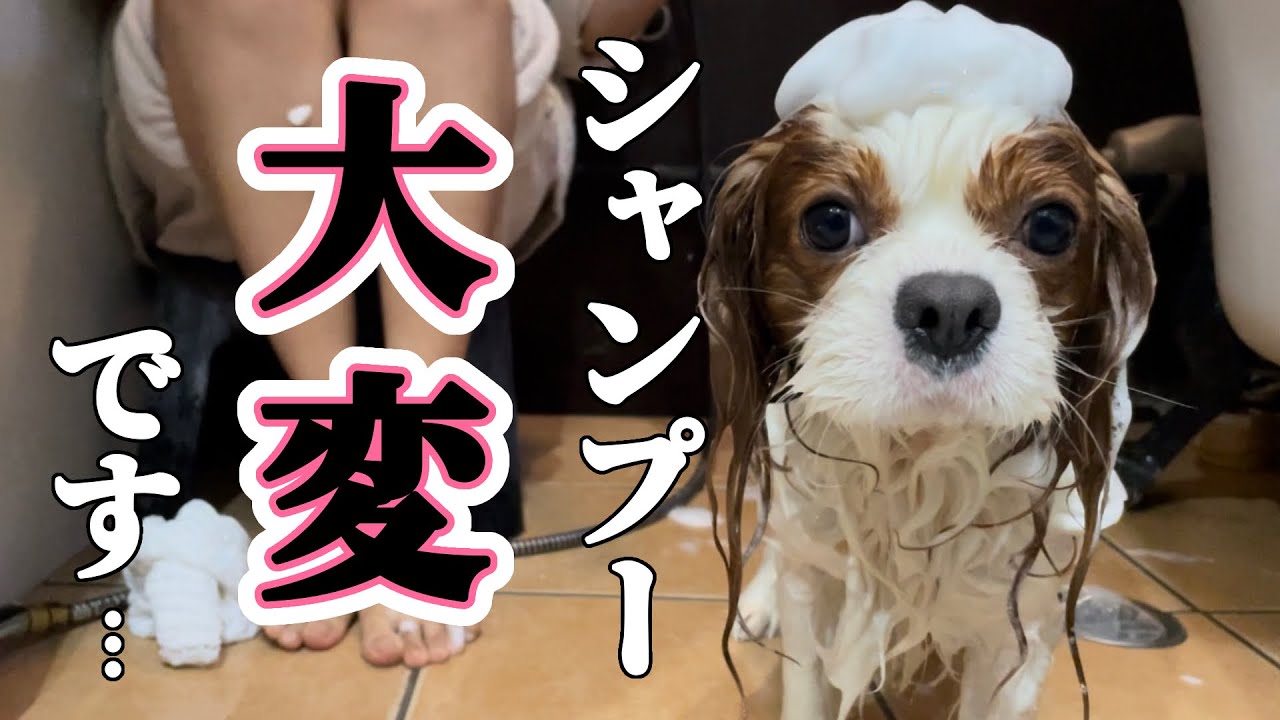 キャバリア犬を自宅でシャンプーするのは想像以上に大変です…