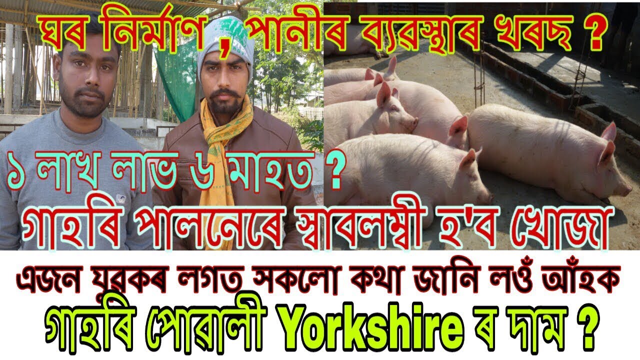 গাহৰি পালনৰ সবিশেষ জানোঁ আঁহক । Pig farming process and profits in assamese